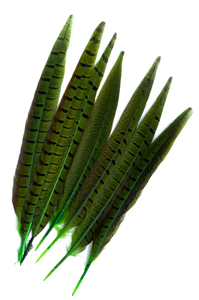 Faisan de Colchide - 20-30 cm - lime